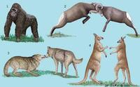 Image of: Mammalia (mammals)