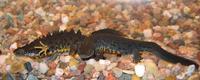 Triturus cristatus - Northern Crested Newt