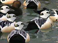 Polysticta stelleri - Steller's Eider