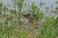 Tringa totanus - Redshank