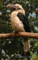 Penelopides affinis samarensis - Samar Hornbill