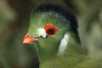 Tauraco leucotis - White-cheeked Turaco