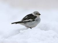 Plectrophenax nivalis - Snow Bunting