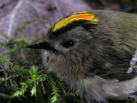 Regulus regulus - Goldcrest