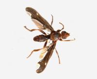 Image of: Pyrgota undata