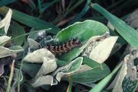 Image of: Vanessa cardui (painted lady butterfly)