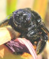 Image of: Xylocopa