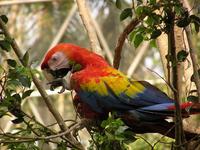 Ara macao - Scarlet Macaw