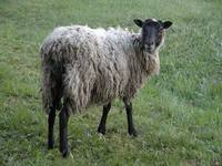 Ovis ammon f. aries - Domestic Sheep