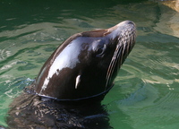 Zalophus californianus - California Sea Lion