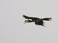 Image of: Anthracoceros albirostris (Oriental pied-hornbill)