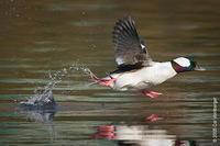 Image of: Bucephala albeola (bufflehead)