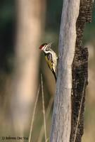 Image of: Dinopium benghalense (black-rumped flameback)