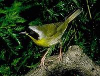 Image of: Geothlypis trichas (common yellowthroat)