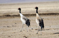 Image of: Grus nigricollis (black-necked crane)