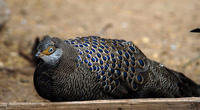 Image of: Polyplectron bicalcaratum (grey peacock-pheasant)