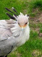 Image of: Sagittarius serpentarius (secretary bird)