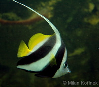 Heniochus acuminatus - Longfin Bannerfish