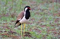 Image of: Vanellus indicus (red-wattled lapwing)