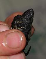 Image of: Chelydra serpentina (snapping turtle)