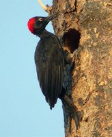 Andaman Woodpecker - Dryocopus hodgei