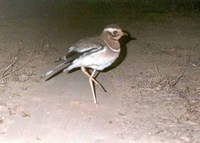 Jerdon's Courser - Rhinoptilus bitorquatus