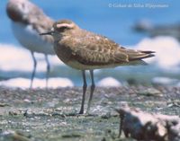 Caspian Plover - Charadrius asiaticus