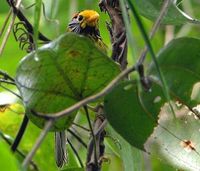 Flame-templed Babbler - Stachyris speciosa