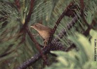 Brown Bush Warbler - Bradypterus luteoventris