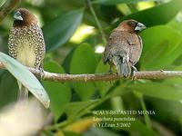 Scaly-breasted Munia - Lonchura punctulata