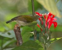Flaming Sunbird - Aethopyga flagrans