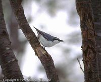 Eurasian Nuthatch - Sitta europaea