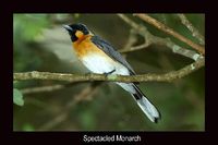 Spectacled Monarch