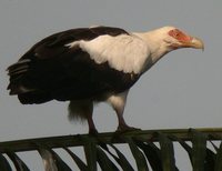 Palm-nut Vulture - Gypohierax angolensis