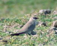 Small Pratincole - Glareola lactea