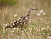 Bristle-thighed Curlew - Numenius tahitiensis