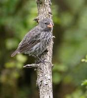 Medium Ground-Finch (Geospiza fortis) photo