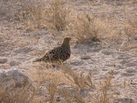 Namaqua Sandgrouse - Pterocles namaqua