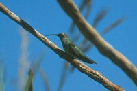 White-tailed Goldenthroat - Polytmus guainumbi