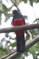 Black-tailed Trogon - Trogon melanurus