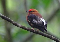 Club-winged Manakin - Machaeropterus deliciosus