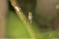 Musician Wren - Cyphorhinus arada