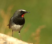 White-tailed Rubythroat - Luscinia pectoralis