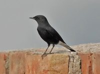 Variable Wheatear - Oenanthe picata