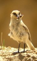 Ground Tit - Pseudopodoces humilis