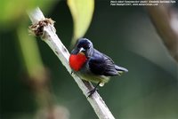 Black-sided Flowerpecker - Dicaeum monticolum