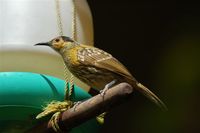 Macleay's Honeyeater - Xanthotis macleayana