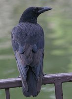 Carrion Crow - Corvus corone