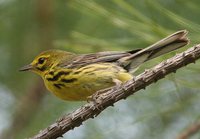 Prairie Warbler - Dendroica discolor