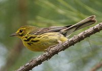 Prairie Warbler - Dendroica discolor